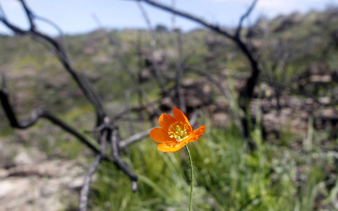 Land Trust discovers rare Fire Poppy amid Mt. George regrowth (photos and video)